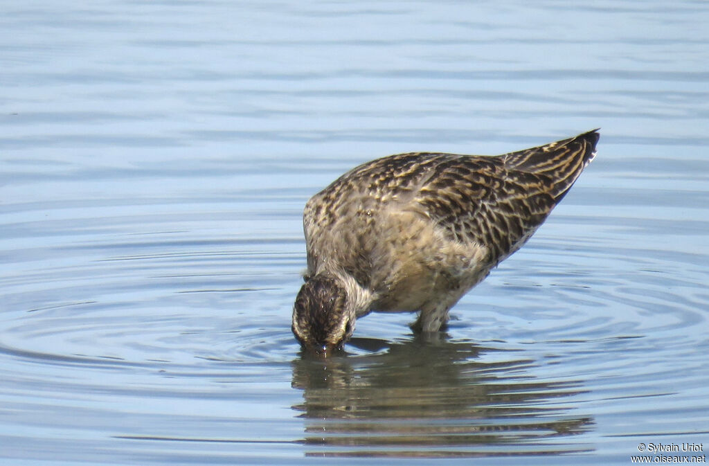 Short-billed Dowitcherimmature