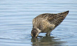 Short-billed Dowitcher