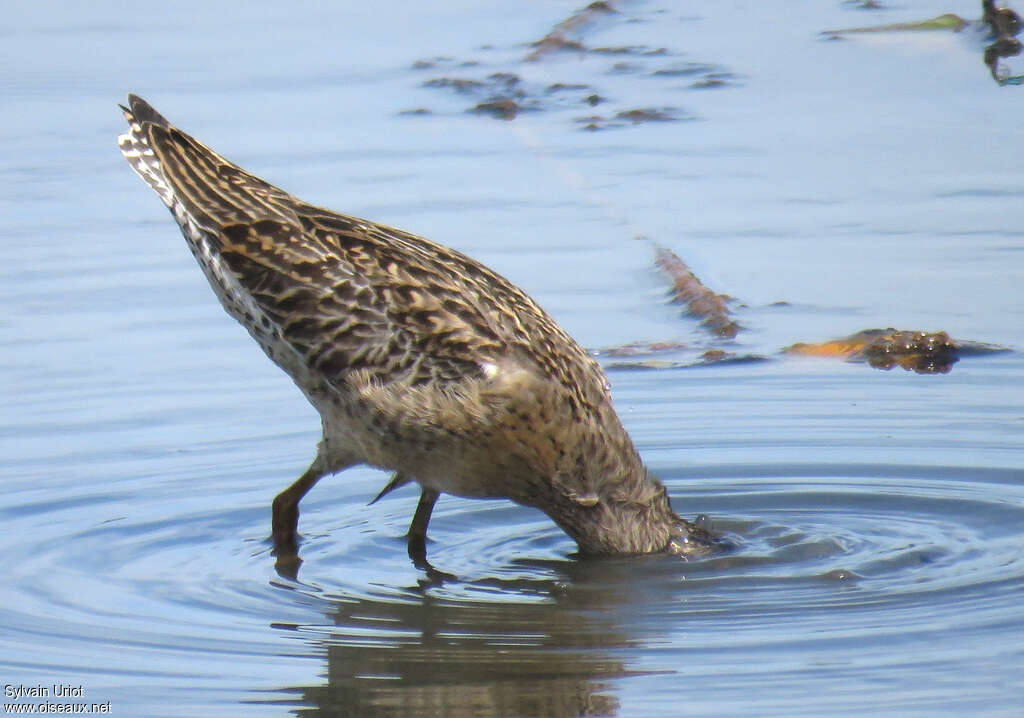 Short-billed DowitcherFirst year, fishing/hunting