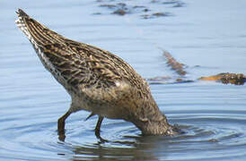 Short-billed Dowitcher