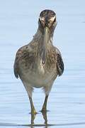 Short-billed Dowitcher