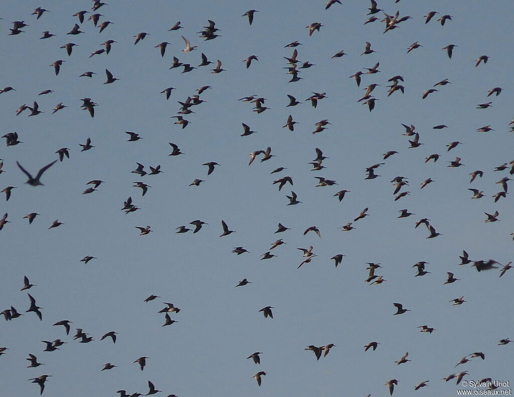 Short-billed Dowitcher