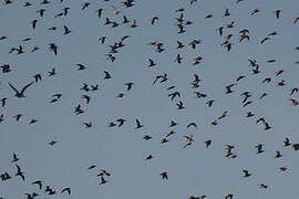 Short-billed Dowitcher