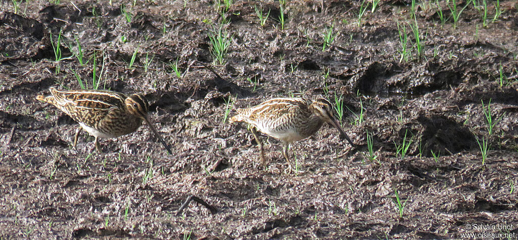 Common Snipe