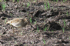 Common Snipe