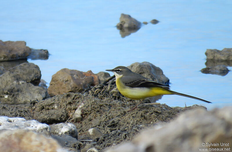 Grey Wagtail female adult