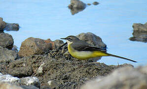 Grey Wagtail