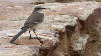 Cape Wagtail