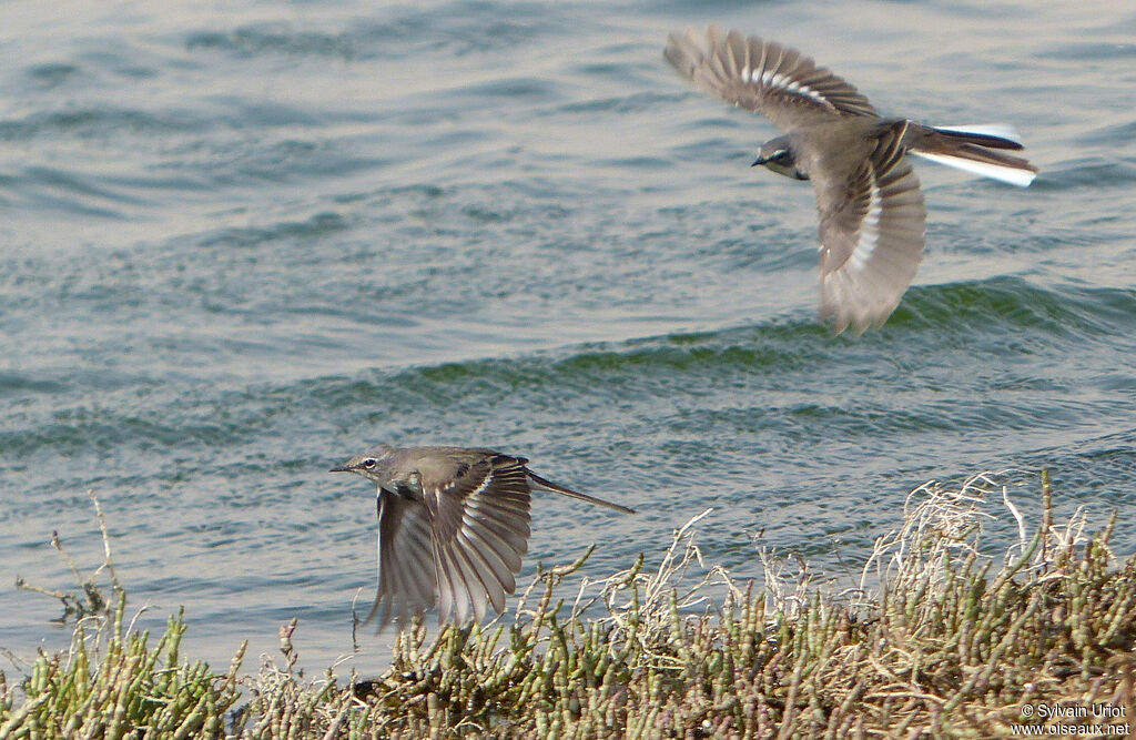 Cape Wagtail