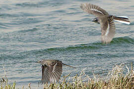 Cape Wagtail