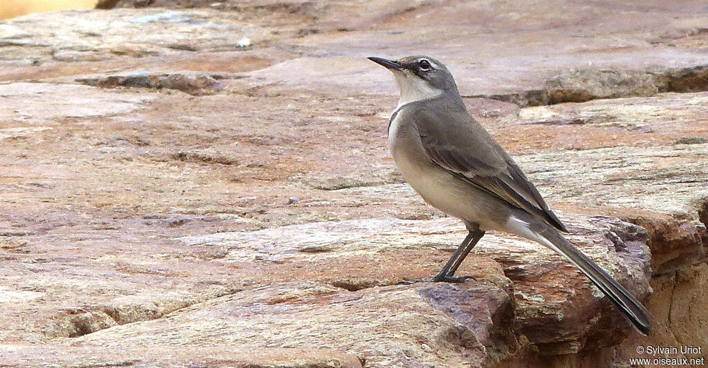 Cape Wagtail