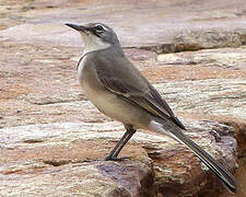 Cape Wagtail