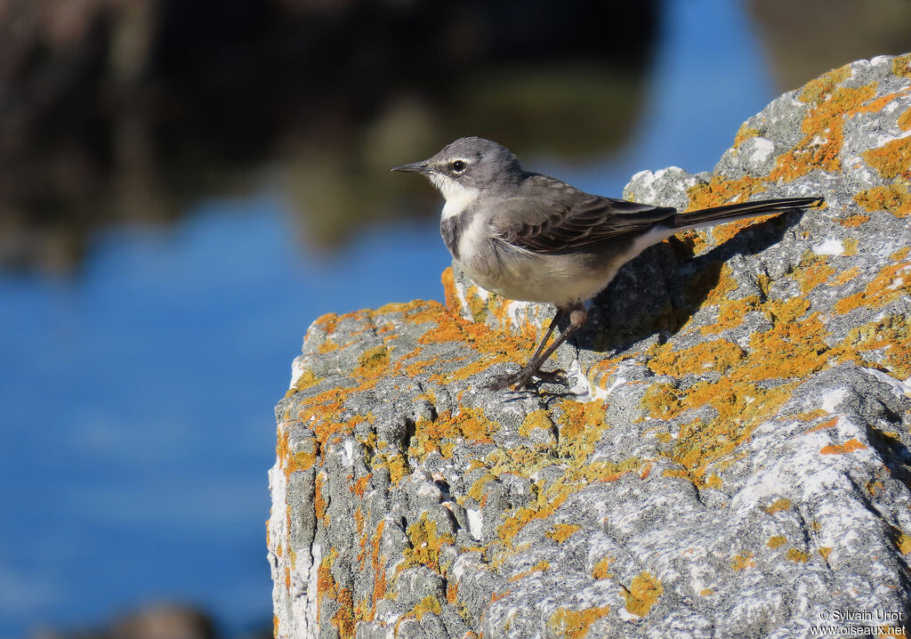 Cape Wagtailadult