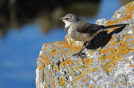 Cape Wagtail