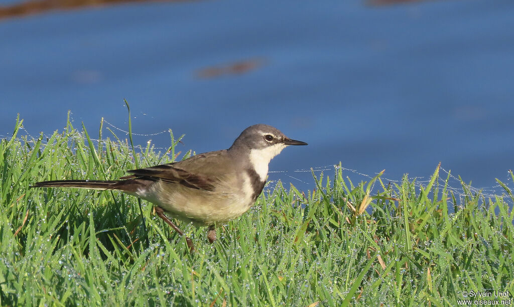 Cape Wagtailadult