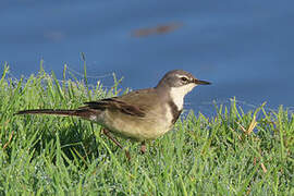 Cape Wagtail