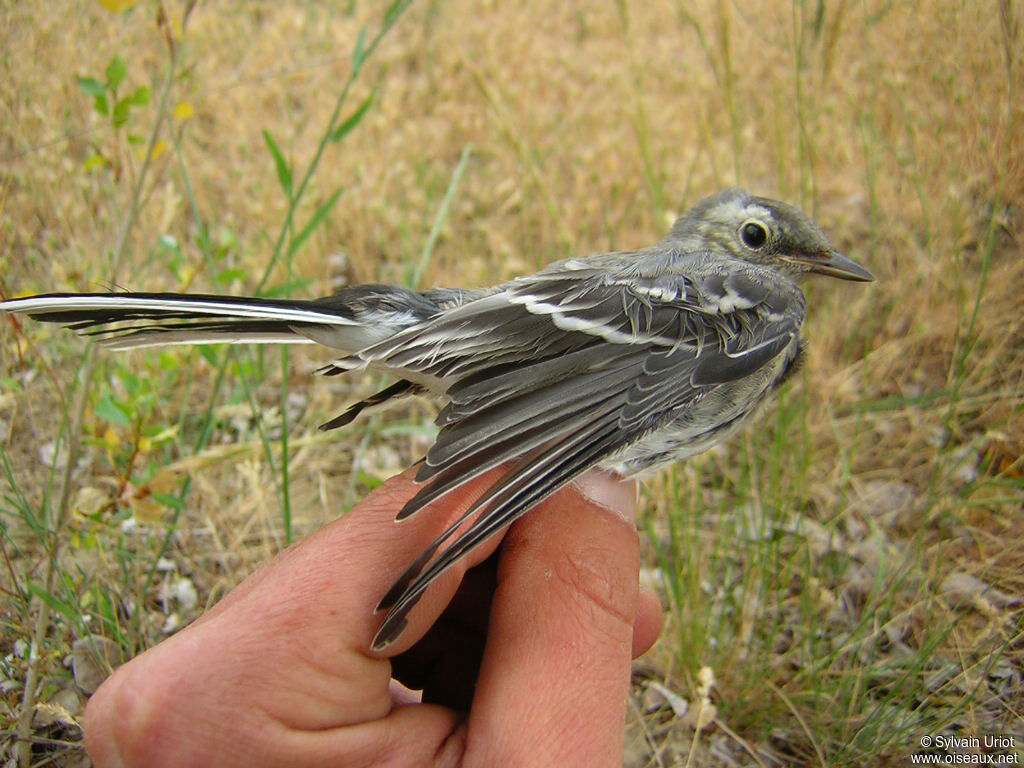 White Wagtailimmature