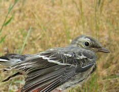 White Wagtail