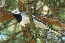 White Wagtail