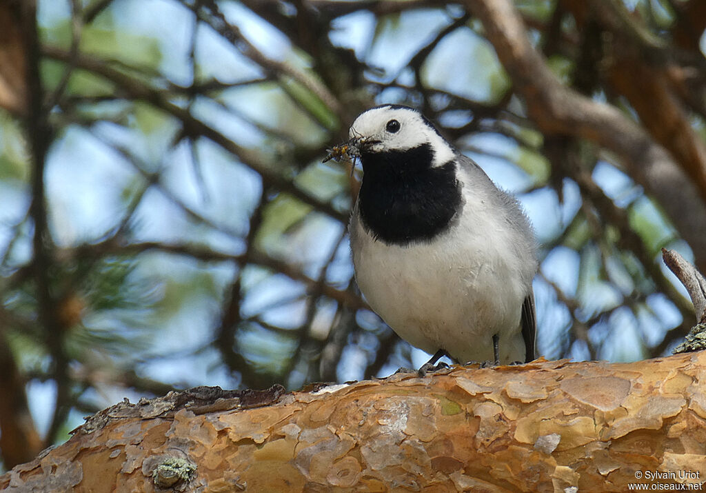 White Wagtailadult