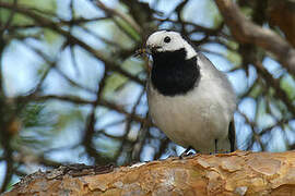 White Wagtail