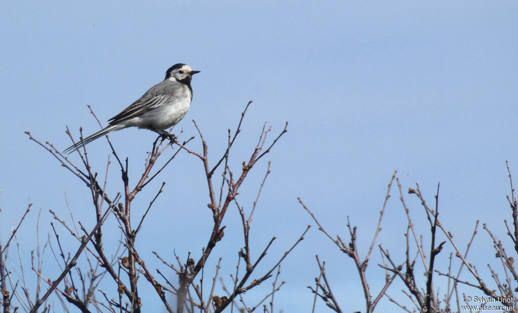 White Wagtailadult