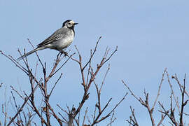 White Wagtail