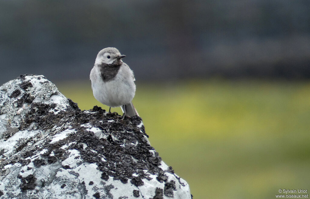 White Wagtailimmature