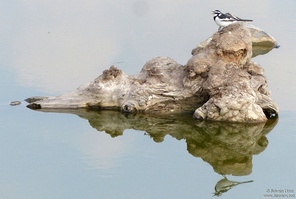 African Pied Wagtail