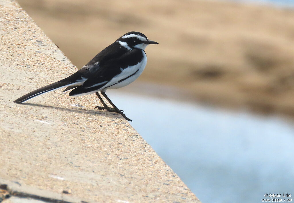 African Pied Wagtailadult