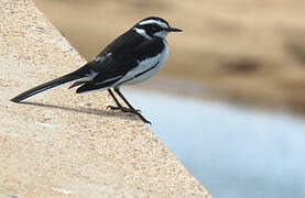 African Pied Wagtail