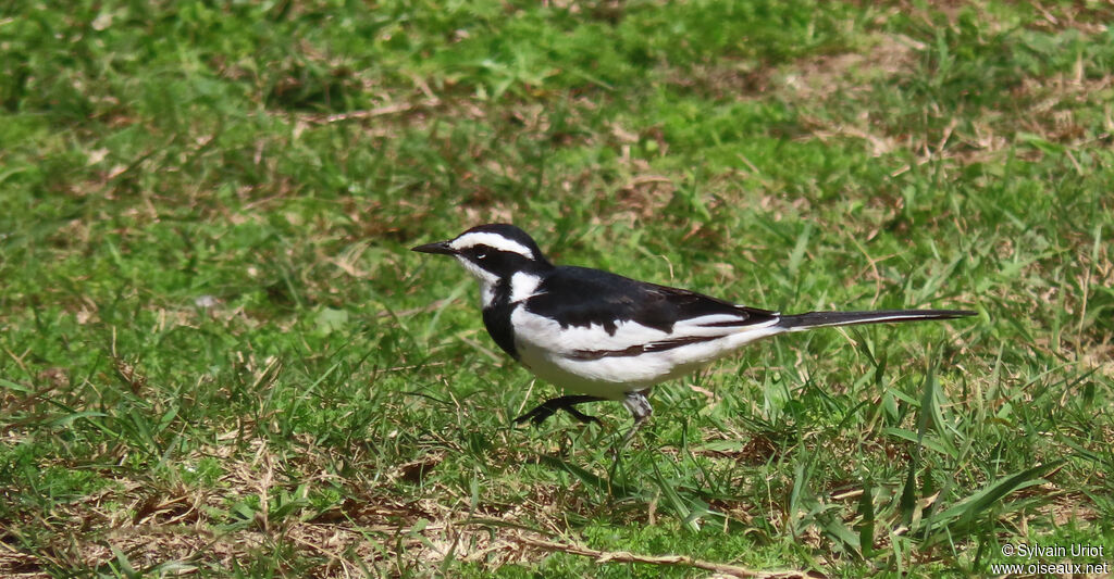 African Pied Wagtailadult