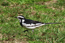 African Pied Wagtail