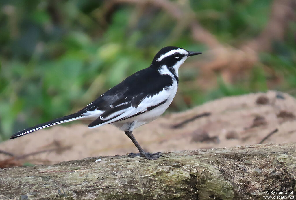 African Pied Wagtailadult