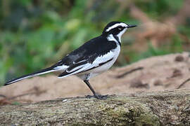 African Pied Wagtail