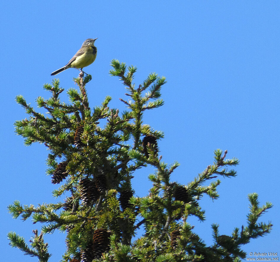 Western Yellow Wagtailadult