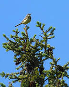 Western Yellow Wagtail