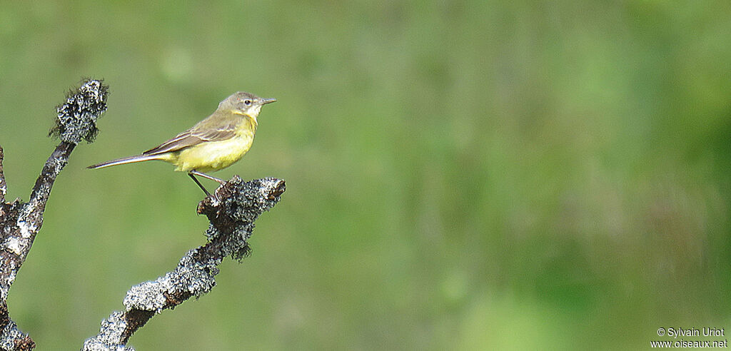 Western Yellow Wagtailadult