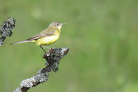 Western Yellow Wagtail