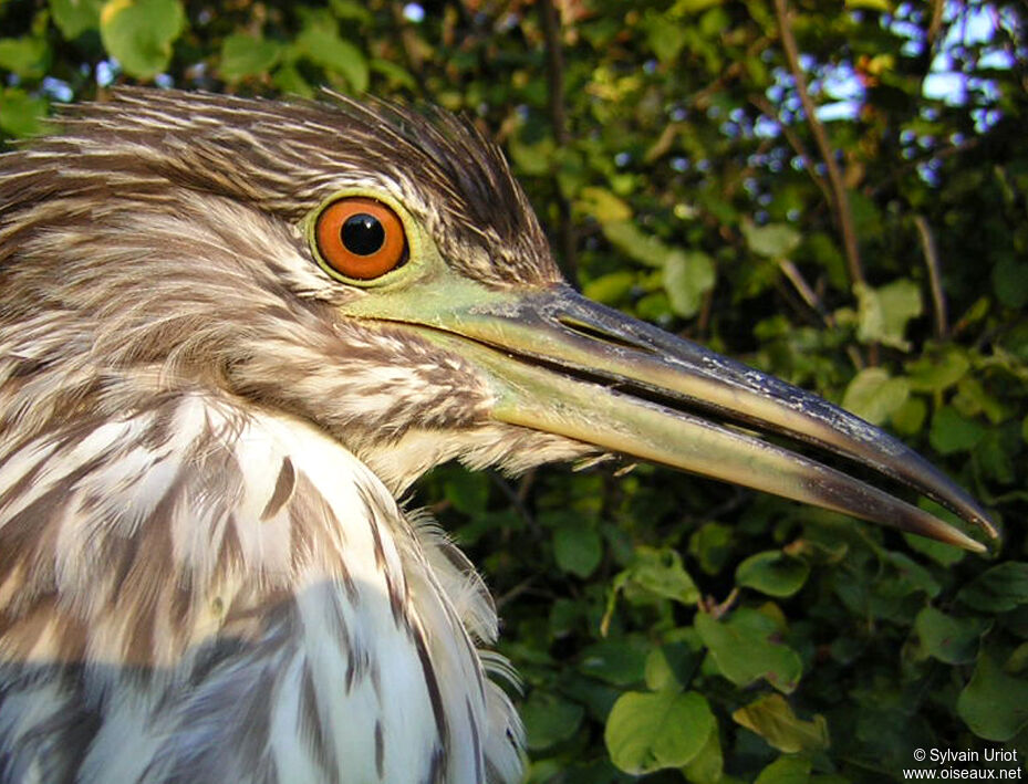 Black-crowned Night HeronFirst year, close-up portrait