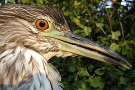 Black-crowned Night Heron