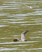 Black-crowned Night Heron