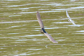 Black-crowned Night Heron