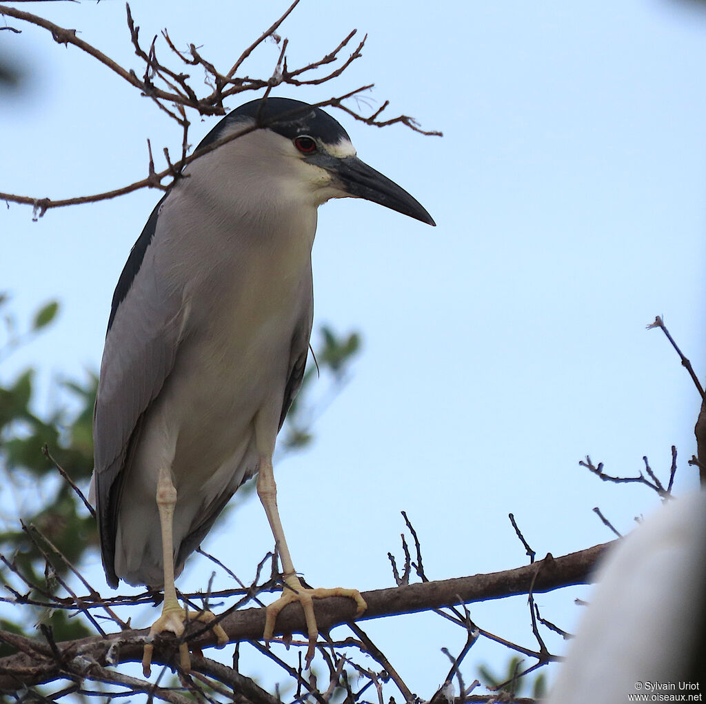 Black-crowned Night Heronadult