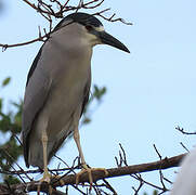 Black-crowned Night Heron