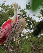 Black-crowned Night Heron