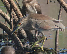 Black-crowned Night Heron