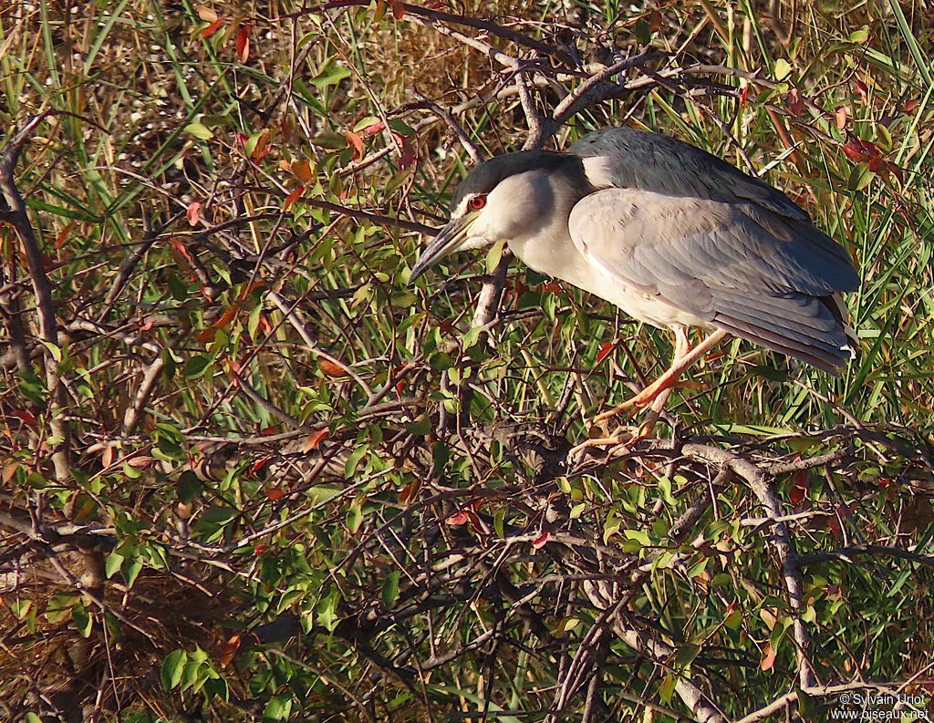 Black-crowned Night Heronadult