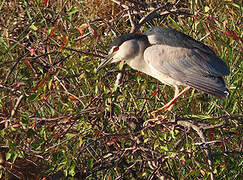 Black-crowned Night Heron