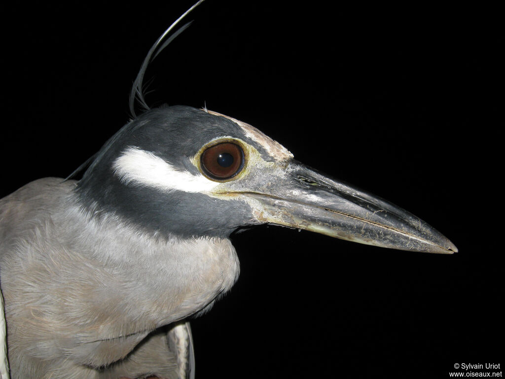 Yellow-crowned Night Heronsubadult